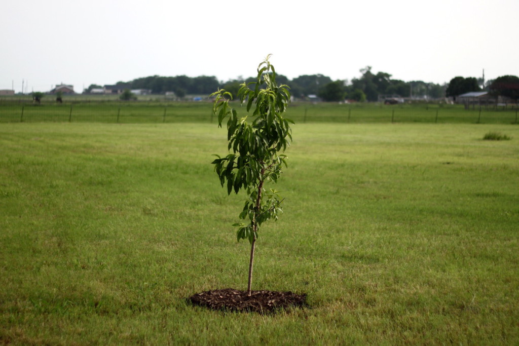 Beltane tree 2015 13